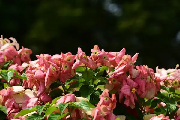 Bahar Balosu Bahçesi. Renkli çiçeklerden oluşan güzel bir bahçe. Bahçe düzenlemeleri. Park et. Güzel Bahçe.
