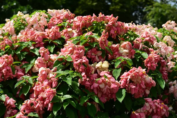 Bahar Balosu Bahçesi. Renkli çiçeklerden oluşan güzel bir bahçe. Bahçe düzenlemeleri. Park et. Güzel Bahçe.