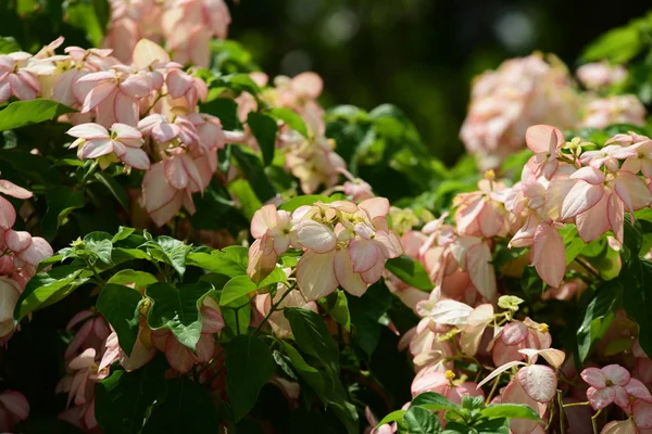 Bahar Balosu Bahçesi. Renkli çiçeklerden oluşan güzel bir bahçe. Bahçe düzenlemeleri. Park et. Güzel Bahçe.