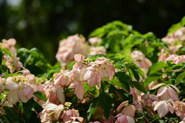 Bahar Balosu Bahçesi. Renkli çiçeklerden oluşan güzel bir bahçe. Bahçe düzenlemeleri. Park et. Güzel Bahçe.
