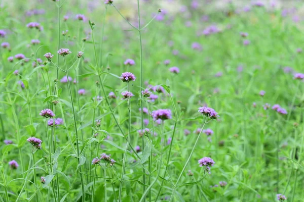 Soyut ışık ve bokeh arka plan için renkli çiçeklerle. Bahar resmi bahçe. Renkli çiçek güzel bahçe.