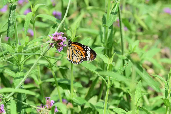 Bahar resmi bahçe. Güzel bahçe yeşil bitki. Düzenlenmiş resmi Garden.Colorful çiçek soyut ışık ve bokeh arka plan için. Bahar resmi bahçe. Renkli çiçek güzel bahçe.