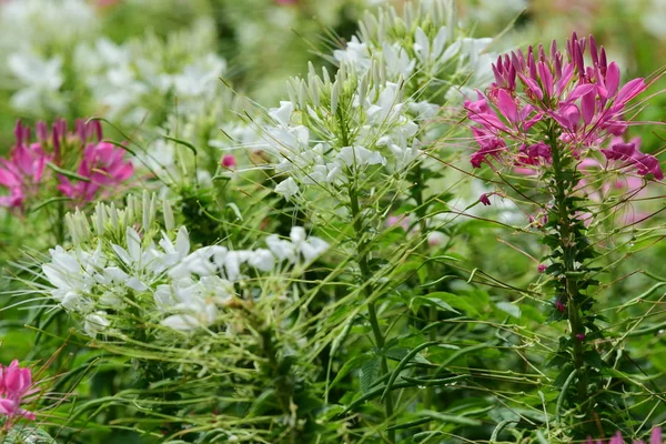 Bahar resmi bahçe. Güzel bahçe yeşil bitki. Düzenlenmiş resmi Garden.Colorful çiçek soyut ışık ve bokeh arka plan için. Bahar resmi bahçe. Renkli çiçek güzel bahçe.
