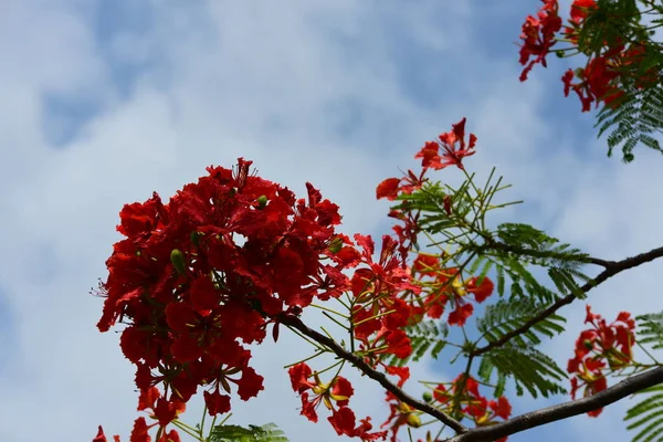 Soyut ışık ve bokeh arka plan için renkli çiçeklerle. Bahar resmi bahçe. Renkli çiçek güzel bahçe.