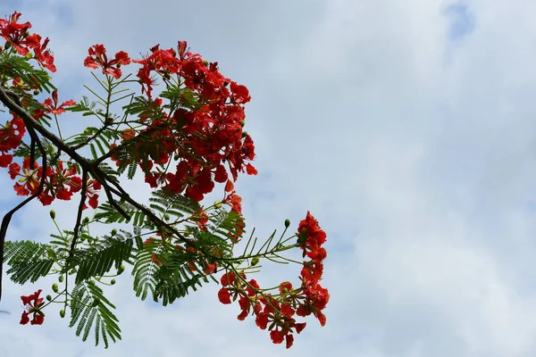 Soyut ışık ve bokeh arka plan için renkli çiçeklerle. Bahar resmi bahçe. Renkli çiçek güzel bahçe.