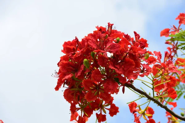 Soyut ışık ve bokeh arka plan için renkli çiçeklerle. Bahar resmi bahçe. Renkli çiçek güzel bahçe.