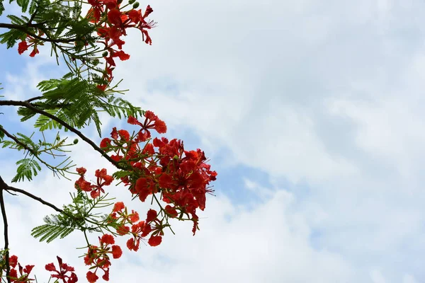 春天正式花园 美丽的五彩缤纷的花园 美丽的花园 — 图库照片