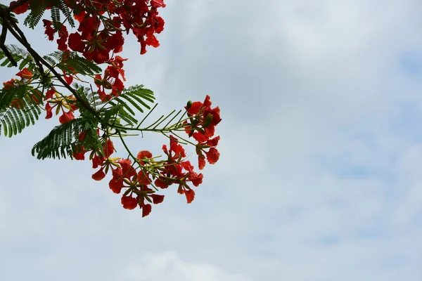 Soyut ışık ve bokeh arka plan için renkli çiçeklerle. Bahar resmi bahçe. Renkli çiçek güzel bahçe.