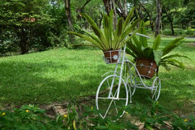 Bahar resmi bahçe. Güzel bahçe yeşil bitki. Resmi bahçe. Park. Güzel güzel renkli çiçekler.