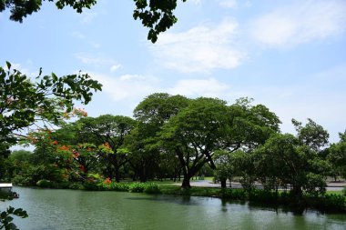 Bahar resmi bahçe. Güzel bahçe yeşil bitki. Resmi bahçe. Park. Güzel güzel renkli çiçekler.