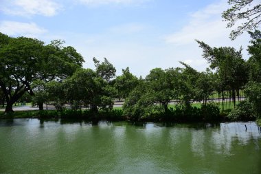 Bahar Balosu Bahçesi. Renkli çiçeklerden oluşan güzel bir bahçe. Bahçe düzenlemeleri. Park et. Güzel Bahçe.