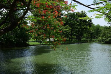 Bahar Balosu Bahçesi. Renkli çiçeklerden oluşan güzel bir bahçe. Bahçe düzenlemeleri. Park et. Güzel Bahçe.
