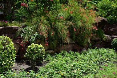 Bahar Balosu Bahçesi. Renkli çiçeklerden oluşan güzel bir bahçe. Bahçe düzenlemeleri. Park et. Güzel Bahçe.