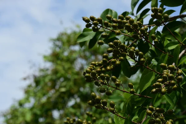 Bahar resmi bahçe. Güzel bahçe yeşil bitki. Resmi bahçe. Park. Güzel güzel renkli çiçekler.