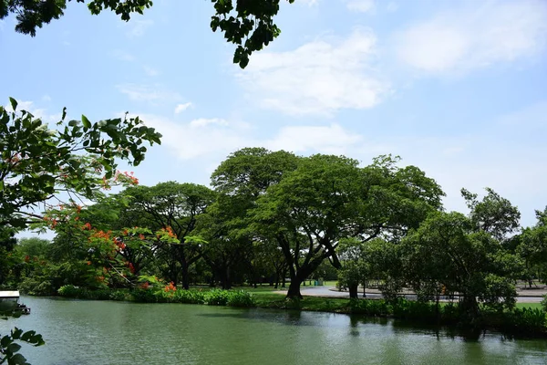 Bahar resmi bahçe. Güzel bahçe yeşil bitki. Resmi bahçe. Park. Güzel güzel renkli çiçekler.