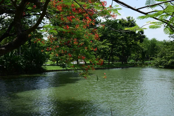 Bahar Balosu Bahçesi. Renkli çiçeklerden oluşan güzel bir bahçe. Bahçe düzenlemeleri. Park et. Güzel Bahçe.