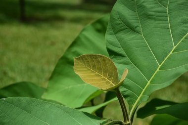 Bahar resmi bahçe. Güzel bahçe yeşil bitki. Resmi bahçe. Park. Güzel güzel renkli çiçekler.