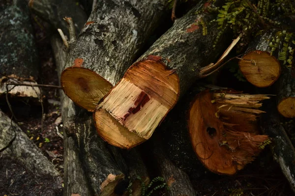 Troncos Castanhos Para Lenha Perto — Fotografia de Stock