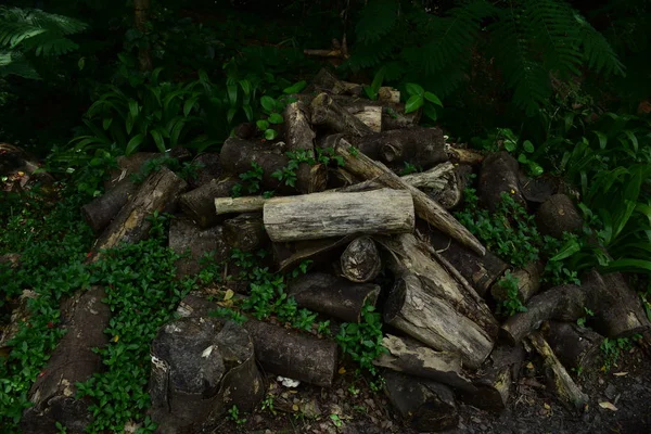 Bahar Balosu Bahçesi. Renkli çiçeklerden oluşan güzel bir bahçe. Bahçe düzenlemeleri. Park et. Güzel Bahçe.