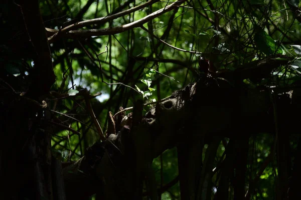 Bahar Balosu Bahçesi. Renkli çiçeklerden oluşan güzel bir bahçe. Bahçe düzenlemeleri. Park et. Güzel Bahçe.