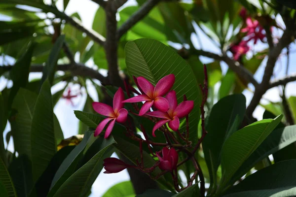 Lindas Flores Rosa Azul Sky Beautiful Jardim Flowers Beautiful Jardim — Fotografia de Stock