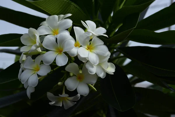 Voorjaarstuin Prachtige Tuin Van Kleurrijke Bloemen Landschap Formal Garden Parkeer — Stockfoto