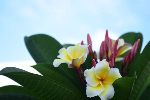 Jardín Formal Primavera Hermoso Jardín Planta Verde Jardín Formal Ajardinado — Foto de Stock