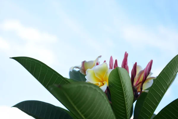 Kolorowe Kwiaty Abstrakcja Kolory Bokeh Dla Tła Wiosną Ogród Formalny — Zdjęcie stockowe
