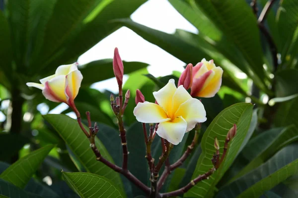 Fleurs Colorées Avec Lumière Abstraite Bokeh Pour Toile Fond Jardin — Photo