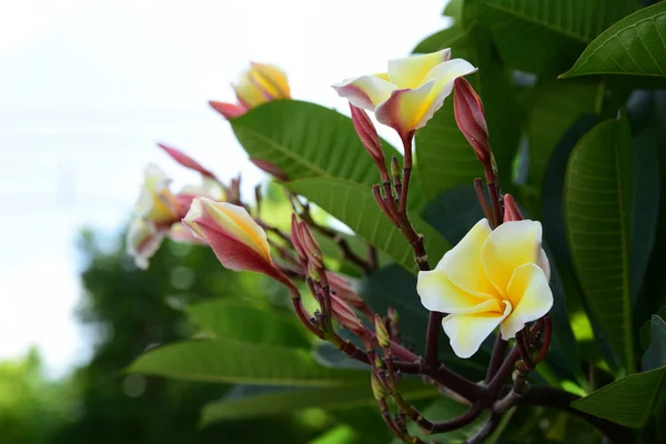 五颜六色的花朵带有抽象的光和散景的背景 春季正规花园 美丽的五颜六色的花朵花园 — 图库照片