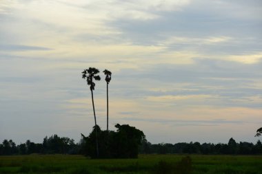 gökyüzü, alan, bulutlar, gün batımı, günbatımı manzara. Alan ve karanlık clouds.sunset yeşil alanı, göl günbatımı ile gökyüzü ve altın bulutlu gökyüzü. Ve güzel su yansıma, parlak renkli gökyüzü