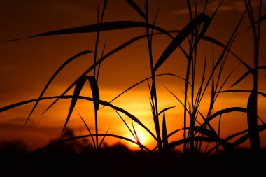 gökyüzü, alan, bulutlar, gün batımı, günbatımı manzara. Alan ve karanlık clouds.sunset yeşil alanı, göl günbatımı ile gökyüzü ve altın bulutlu gökyüzü. Ve güzel su yansıma, parlak renkli gökyüzü