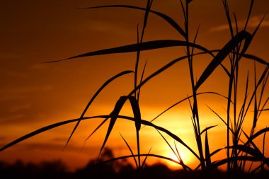 gökyüzü, alan, bulutlar, gün batımı, günbatımı manzara. Alan ve karanlık clouds.sunset yeşil alanı, göl günbatımı ile gökyüzü ve altın bulutlu gökyüzü. Ve güzel su yansıma, parlak renkli gökyüzü