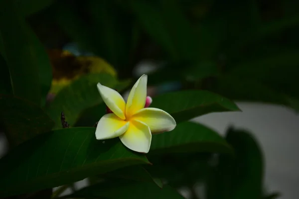 抽象的な光と背景のボケ味と色とりどりの花 春のフォーマルな庭 色とりどりの花の美しい庭園 正式な庭園 美しい庭園 — ストック写真