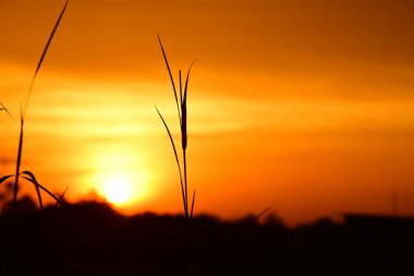 gökyüzü, alan, bulutlar, gün batımı, günbatımı manzara. Alan ve karanlık clouds.sunset yeşil alanı, göl günbatımı ile gökyüzü ve altın bulutlu gökyüzü. Ve güzel su yansıma, parlak renkli gökyüzü