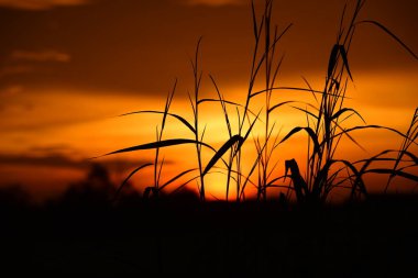 gökyüzü, alan, bulutlar, gün batımı, günbatımı manzara. Alan ve karanlık clouds.sunset yeşil alanı, göl günbatımı ile gökyüzü ve altın bulutlu gökyüzü. Ve güzel su yansıma, parlak renkli gökyüzü