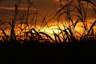 gökyüzü, alan, bulutlar, gün batımı, günbatımı manzara. Alan ve karanlık clouds.sunset yeşil alanı, göl günbatımı ile gökyüzü ve altın bulutlu gökyüzü. Ve güzel su yansıma, parlak renkli gökyüzü