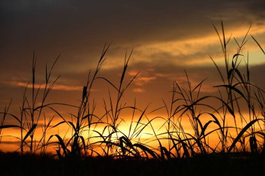 gökyüzü, alan, bulutlar, gün batımı, günbatımı manzara. Alan ve karanlık clouds.sunset yeşil alanı, göl günbatımı ile gökyüzü ve altın bulutlu gökyüzü. Ve güzel su yansıma, parlak renkli gökyüzü
