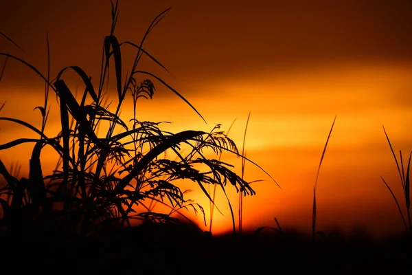 日落景色 田野和天空 乌云密布 夕阳在翠绿的田野里 夕阳在湖面和天空中金色的云彩 和美丽的水反射 明亮的五颜六色的天空 — 图库照片