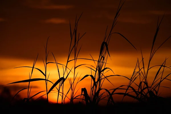 Céu Campo Nuvens Pôr Sol Paisagem Pôr Sol Campo Céu — Fotografia de Stock