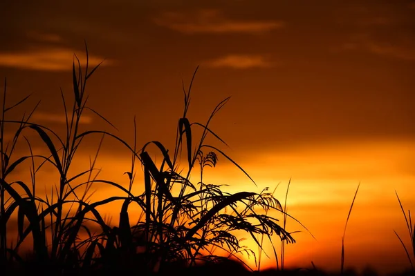 gökyüzü, alan, bulutlar, gün batımı, günbatımı manzara. Alan ve karanlık clouds.sunset yeşil alanı, göl günbatımı ile gökyüzü ve altın bulutlu gökyüzü. Ve güzel su yansıma, parlak renkli gökyüzü