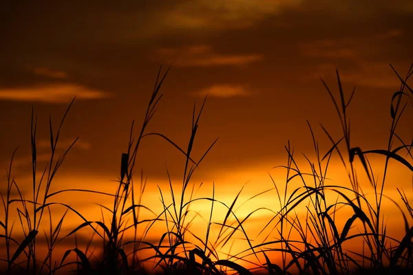 gökyüzü, alan, bulutlar, gün batımı, günbatımı manzara. Alan ve karanlık clouds.sunset yeşil alanı, göl günbatımı ile gökyüzü ve altın bulutlu gökyüzü. Ve güzel su yansıma, parlak renkli gökyüzü