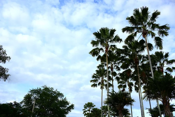 Green Palm Trees Sky Background — Stock Photo, Image