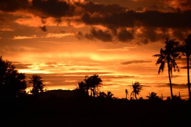 Gün batımında palmiye ağaçları silueti
