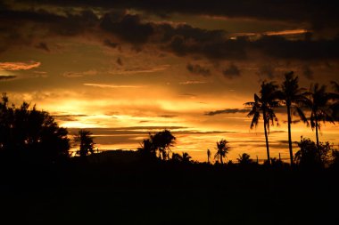 Gün batımında palmiye ağaçları silueti