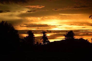 Gün batımında palmiye ağaçları silueti