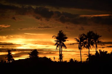 Gün batımında palmiye ağaçları silueti