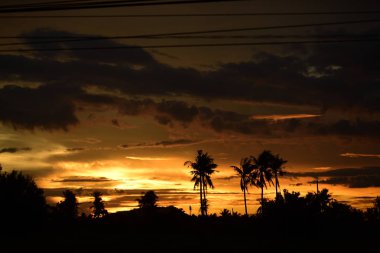 Gün batımında palmiye ağaçları silueti