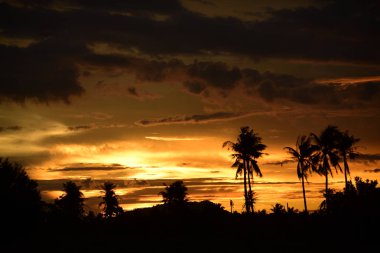 Gün batımında palmiye ağaçları silueti