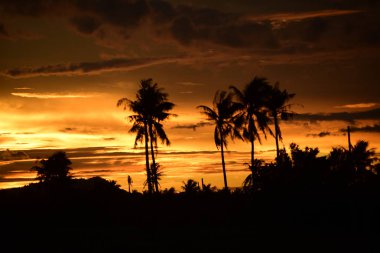 Gün batımında palmiye ağaçları silueti